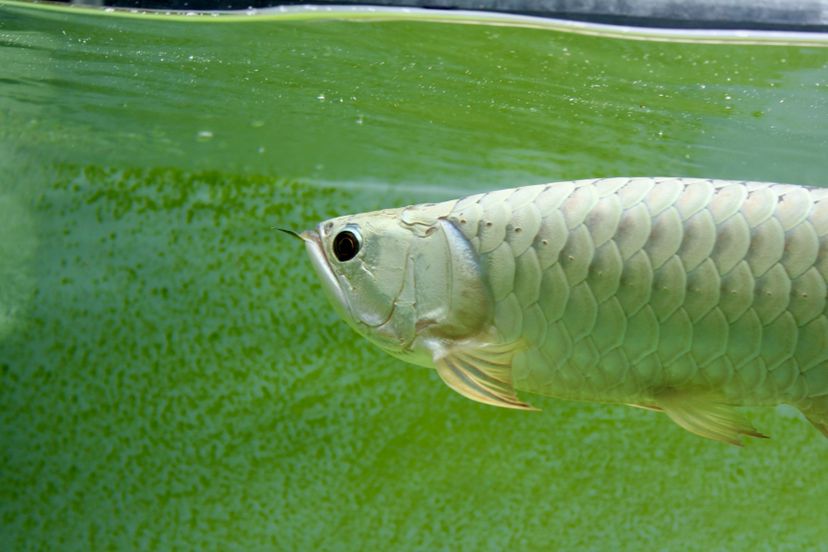 多角度擺拍 銀河星鉆魚 第5張