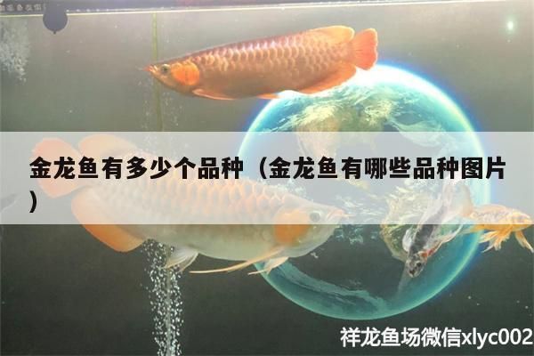 金龍魚的分類圖解大全（金龍魚分類圖解）