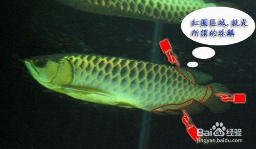 金龍魚的分類圖解大全（金龍魚分類圖解）