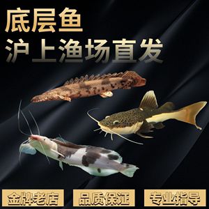 虎斑恐龍魚價格多少一條啊（虎斑恐龍魚多少錢一條） 龍魚百科 第4張