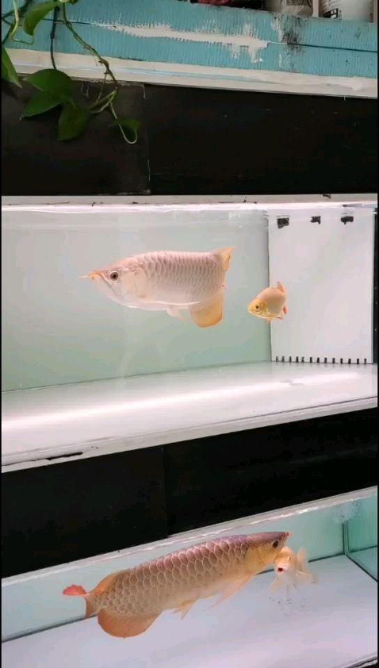 貴港水族館早飯吃飼料