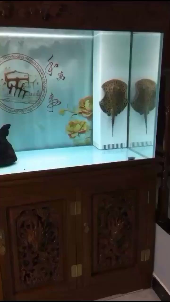 信陽水族館起飛