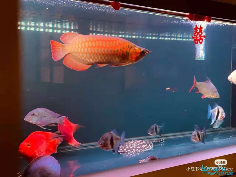 揚(yáng)州觀賞魚市場(chǎng)印尼紅龍和大湖紅龍哪個(gè)好