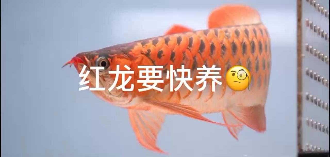 紅龍要快養(yǎng)？