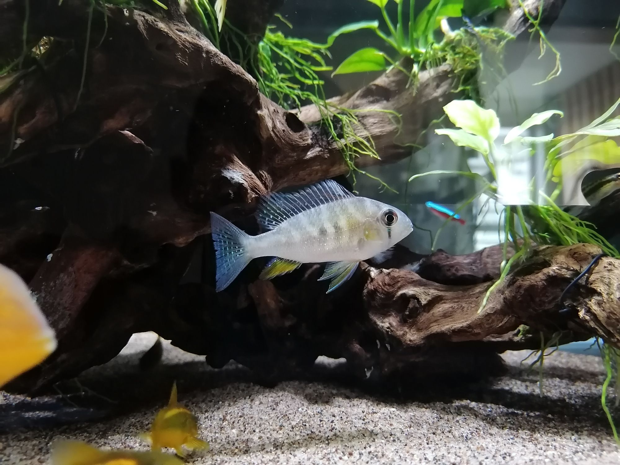 黃岡觀賞魚市場新成員入缸 觀賞魚市場（混養(yǎng)魚） 第2張