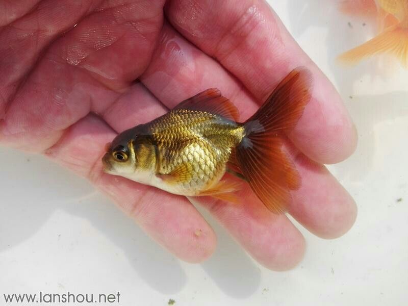 銅仁水族館訂購的巨人獅苗 成吉思汗鯊（球鯊）魚 第6張