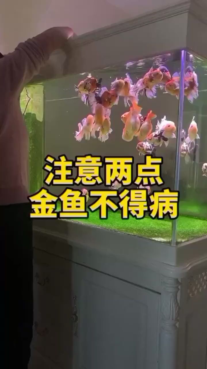 養(yǎng)金魚要注意哪些