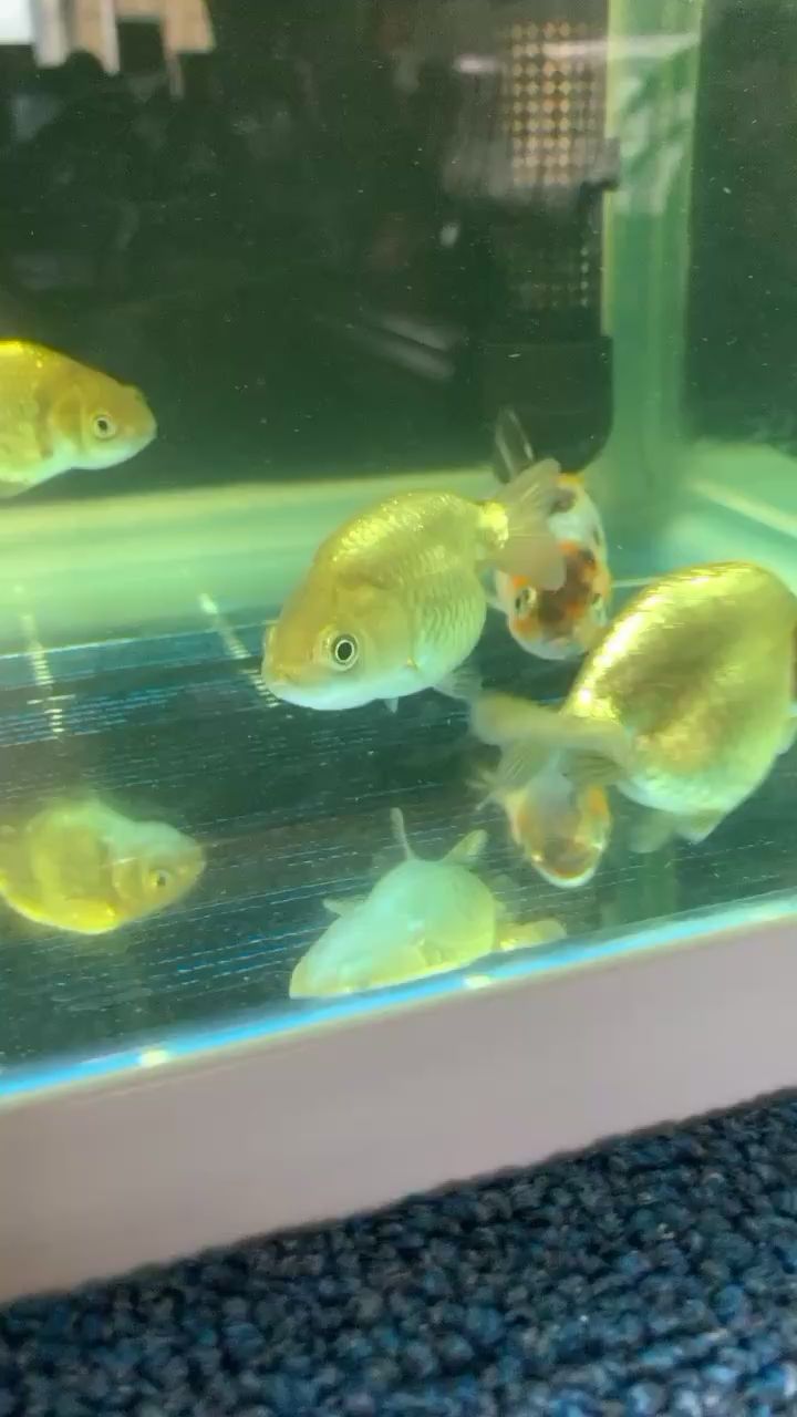 慶陽水族館大家早呀