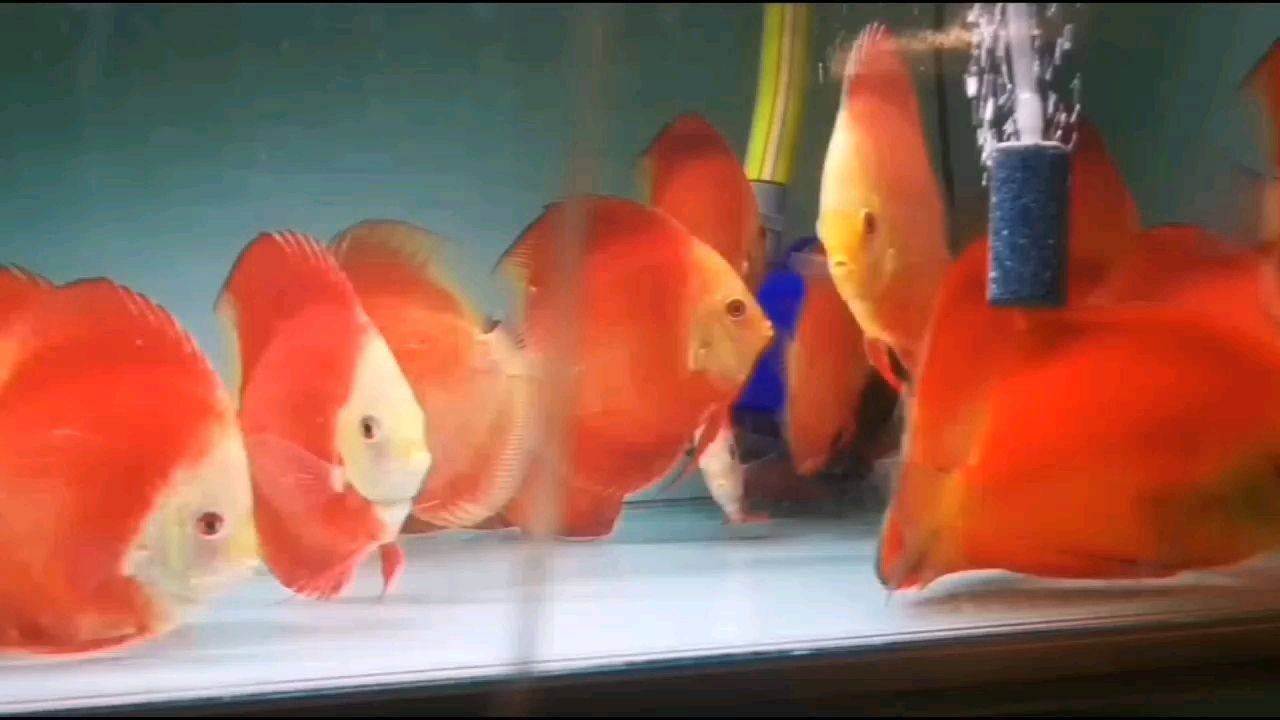 紅金紅妃七彩神仙魚 七彩神仙魚 第1張