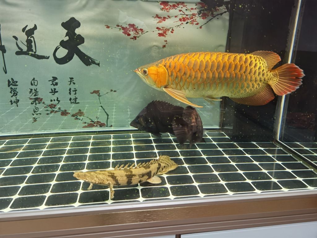 （cookie爸爸評(píng)論：棒） 觀賞魚論壇