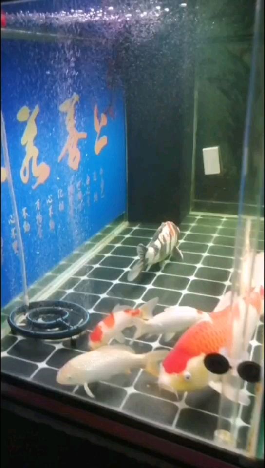 欽州觀賞魚市場新入四條小魚