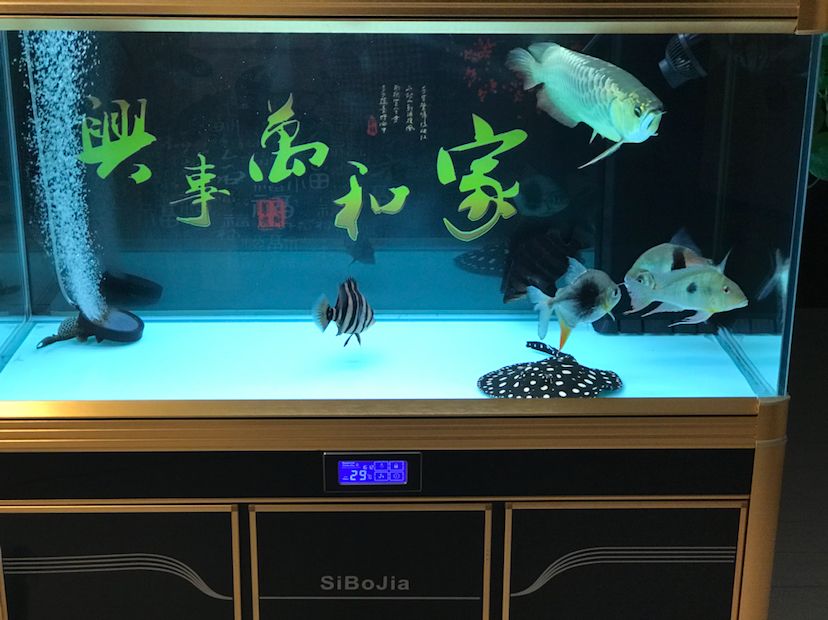 大同水族館休息更累 生態(tài)瓶/創(chuàng)意缸/桌面微景缸 第3張