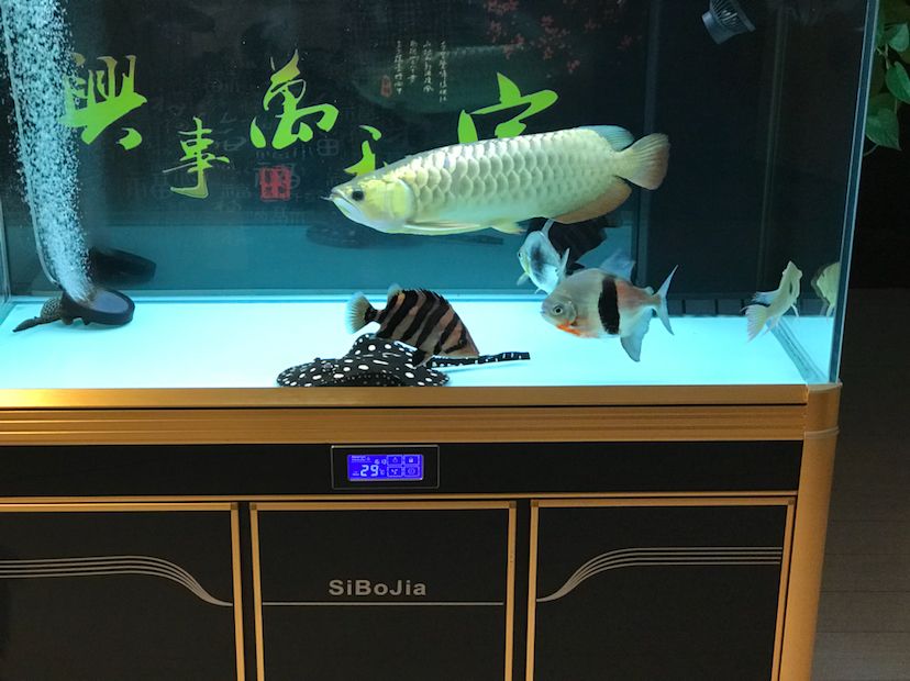 大同水族館休息更累 生態(tài)瓶/創(chuàng)意缸/桌面微景缸 第2張