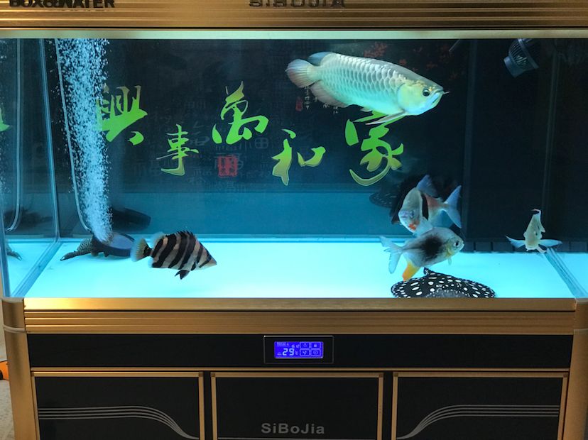 大同水族館休息更累 生態(tài)瓶/創(chuàng)意缸/桌面微景缸 第4張