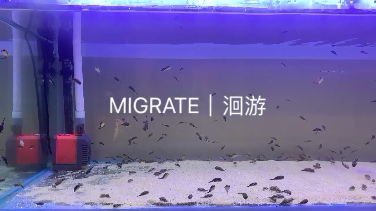 貴陽水族館斑馬狗頭野生種苗