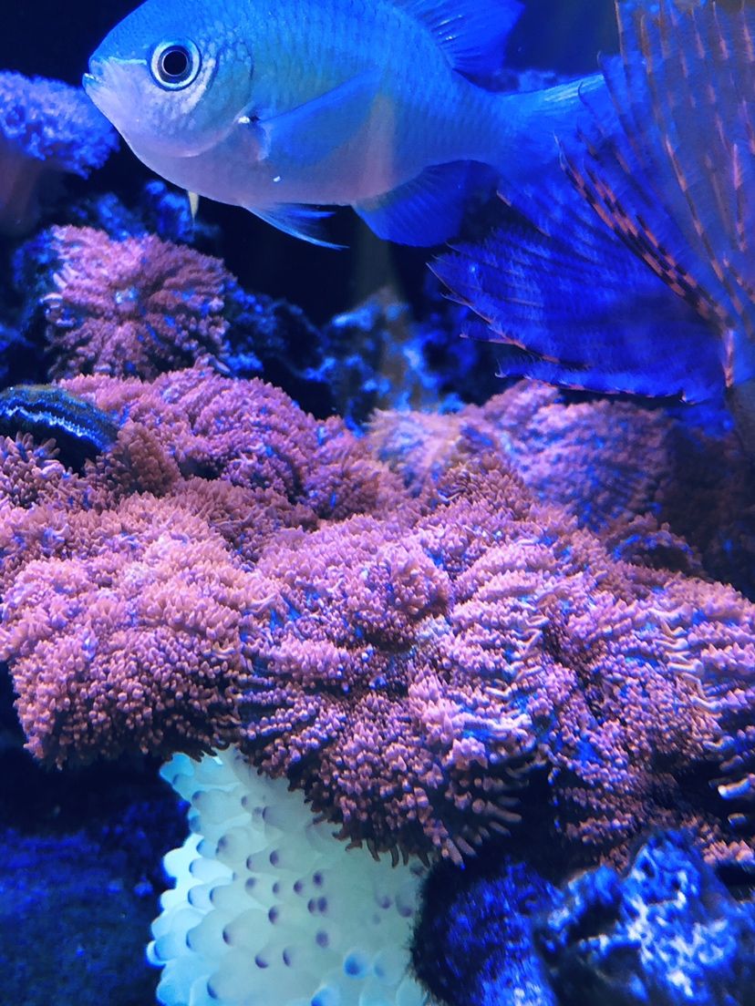 楊凌水族館開個貼記錄一下開銷～ 夢幻雷龍魚 第5張