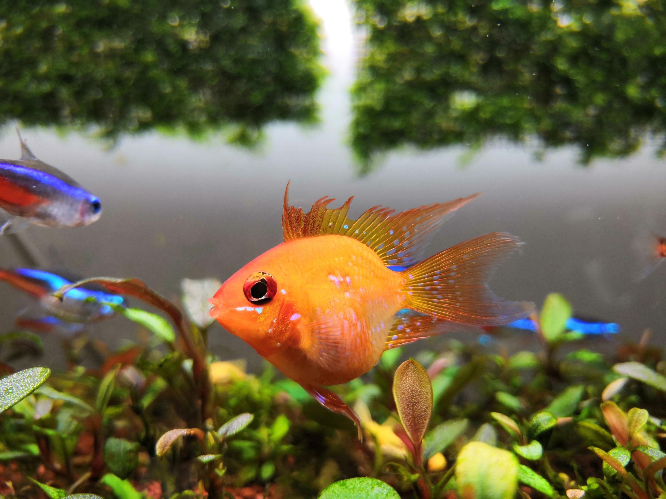 楚雄彝族自治州水族館養(yǎng)過的就是自己心里最美的