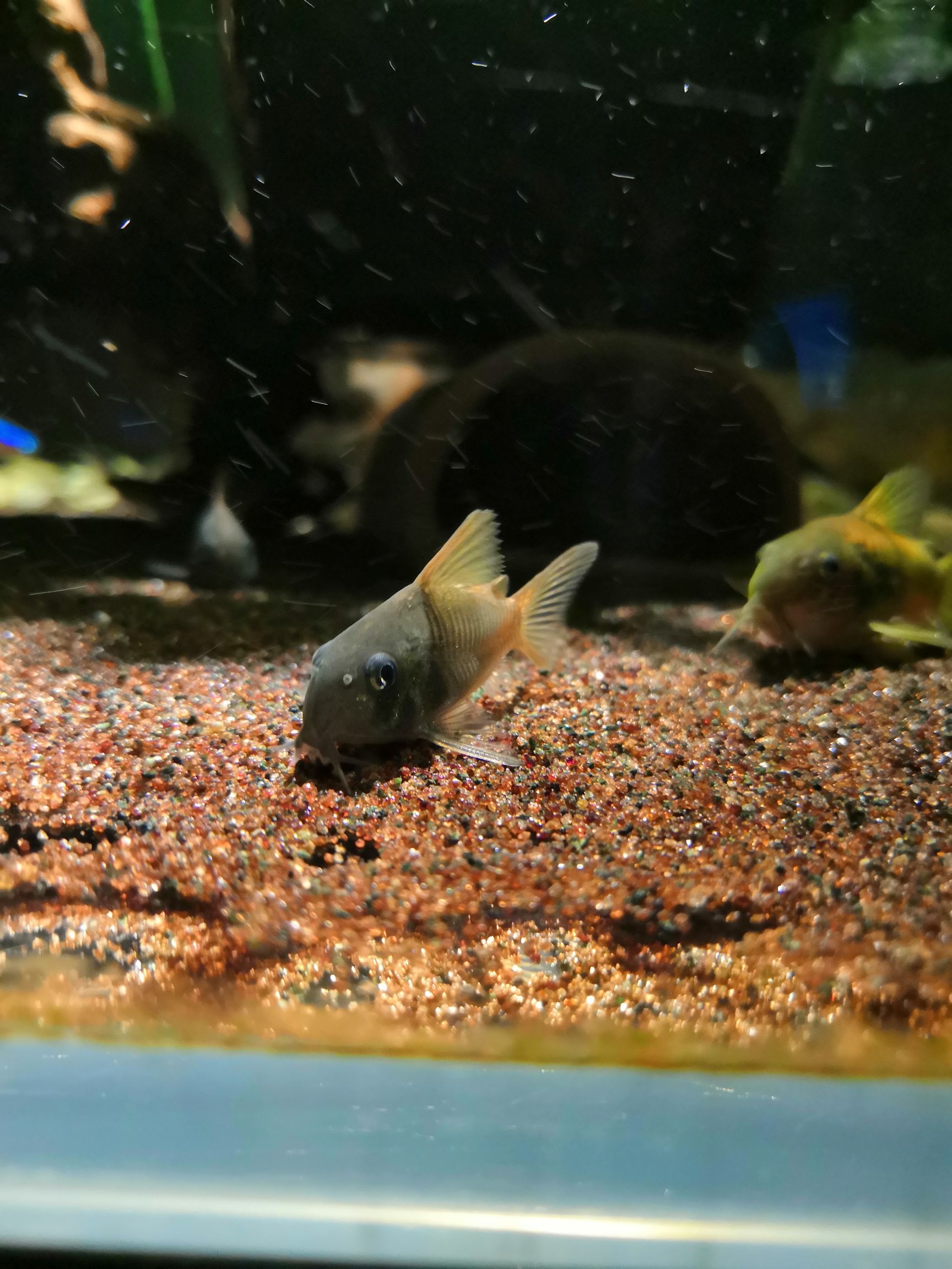 楚雄彝族自治州水族館養(yǎng)過的就是自己心里最美的 夢(mèng)幻雷龍魚 第4張