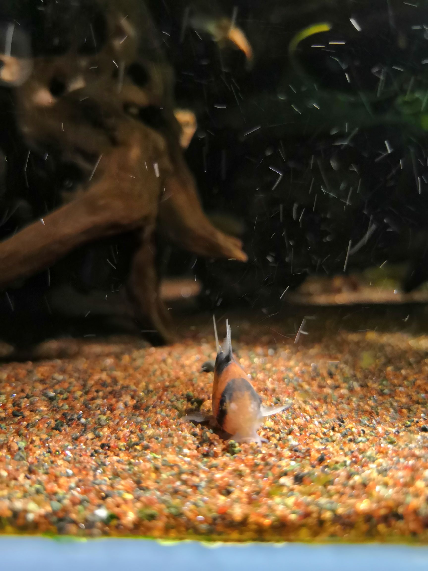 楚雄彝族自治州水族館養(yǎng)過的就是自己心里最美的 夢(mèng)幻雷龍魚 第5張