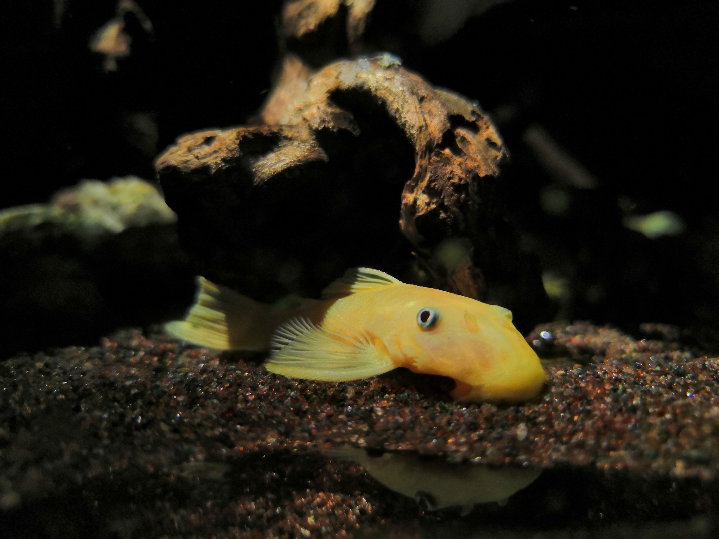 楚雄彝族自治州水族館養(yǎng)過的就是自己心里最美的 夢(mèng)幻雷龍魚 第7張