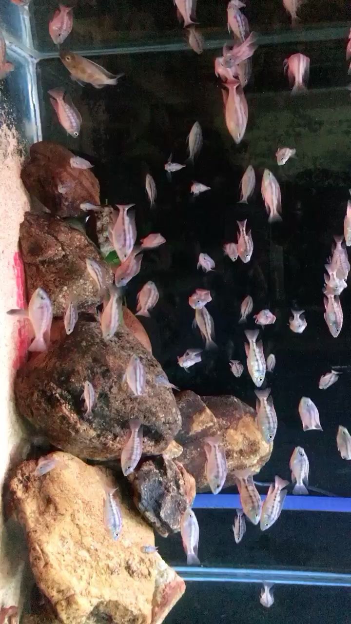 威海水族館紅鷹苗