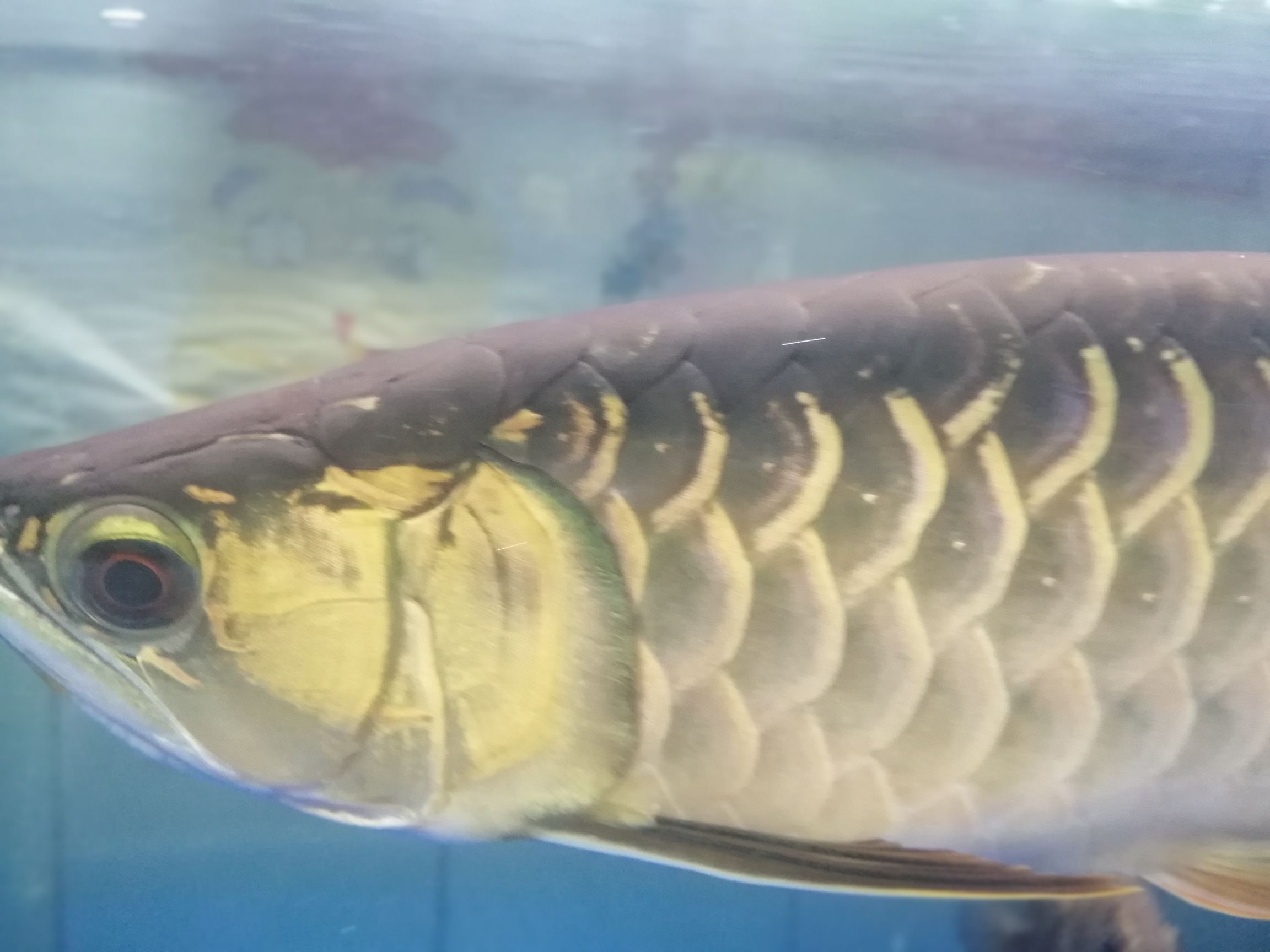 成都水族館水質(zhì)感覺挺好 帝王迷宮魚 第8張