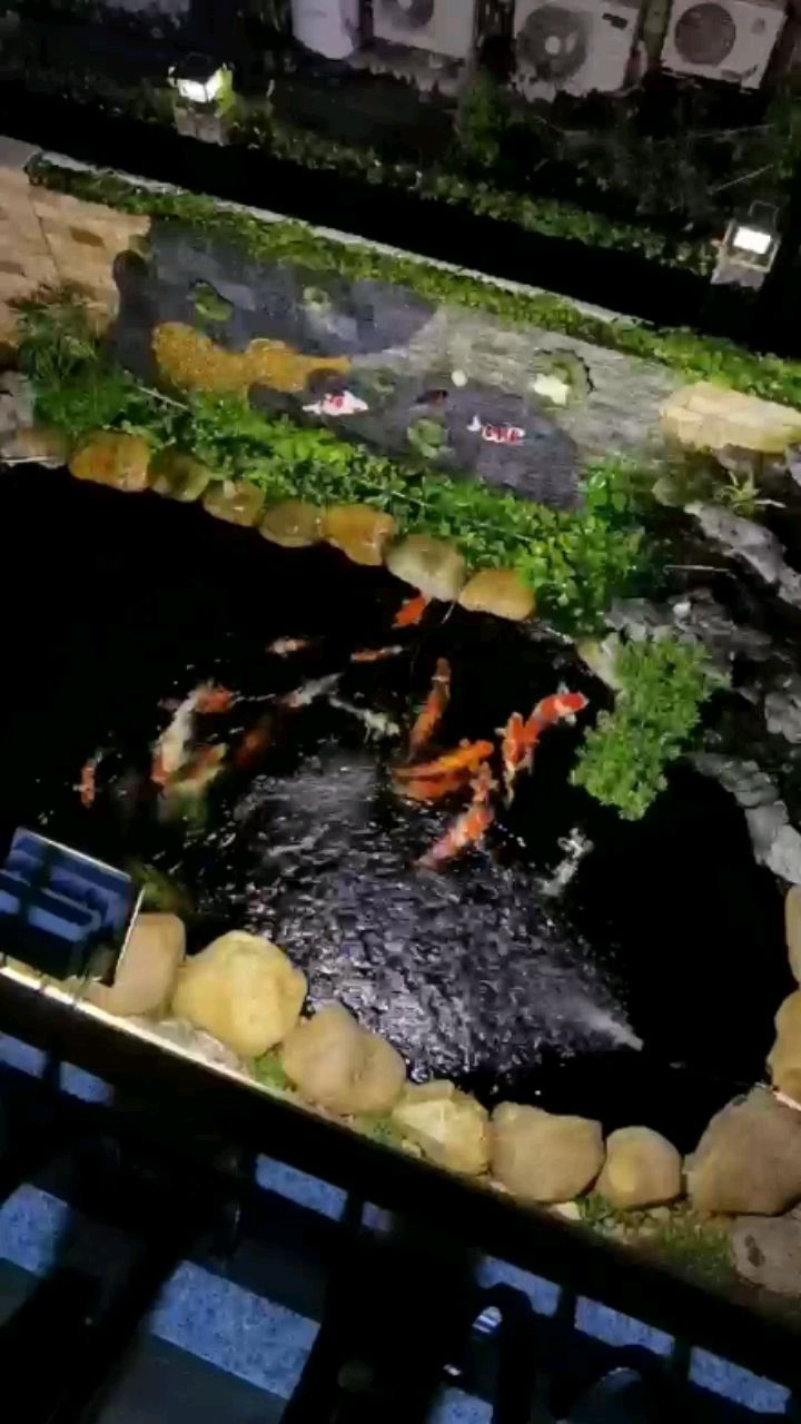 池州水族館夜賞 熊貓異形魚L46 第2張