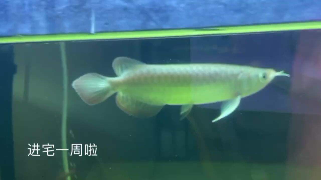 記錄進(jìn)宅一周 黑桃A魚 第1張