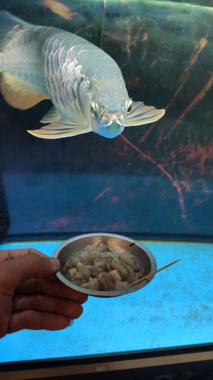 大把魚食