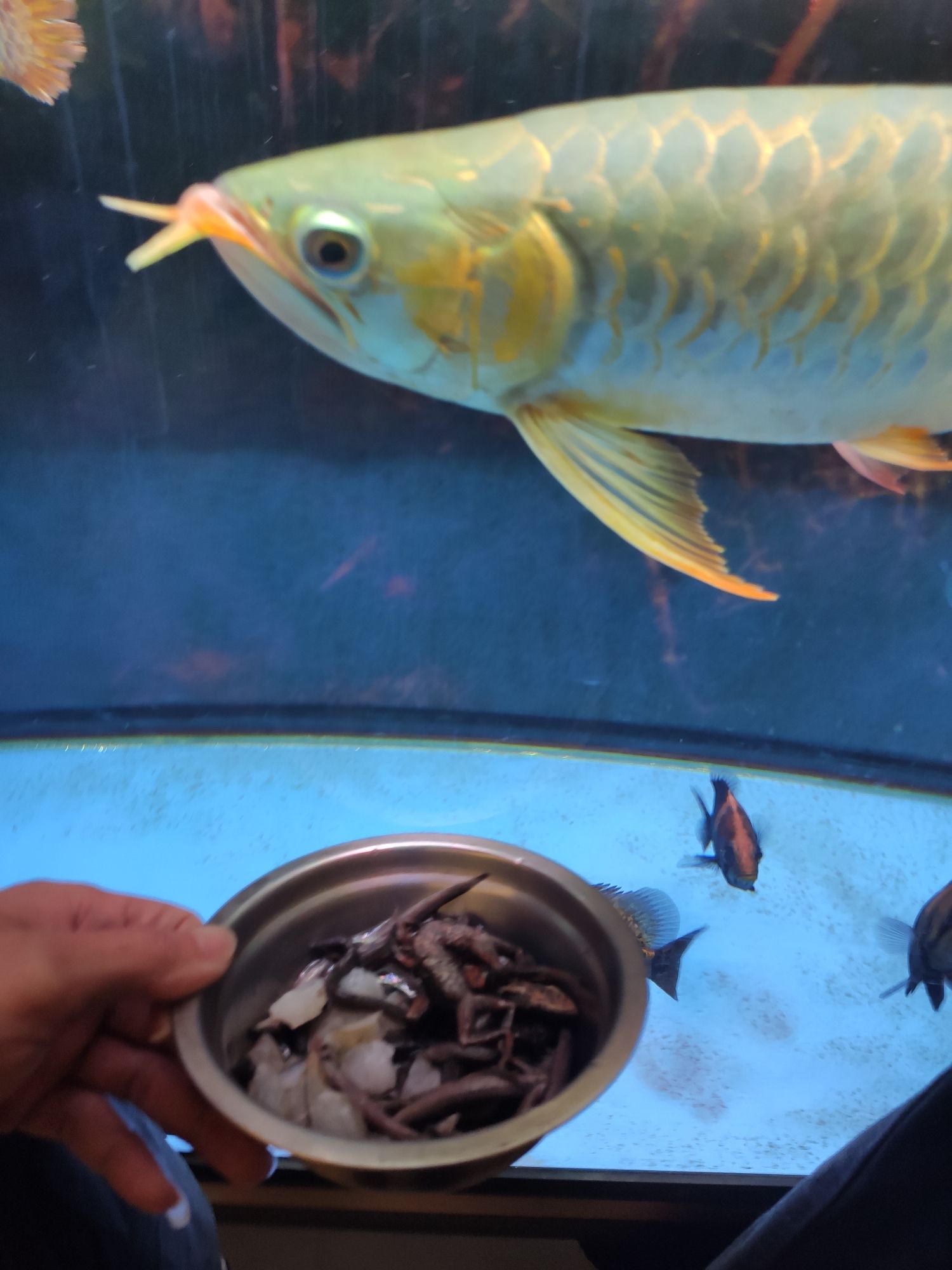 大把魚(yú)食 虎魚(yú)百科 第5張