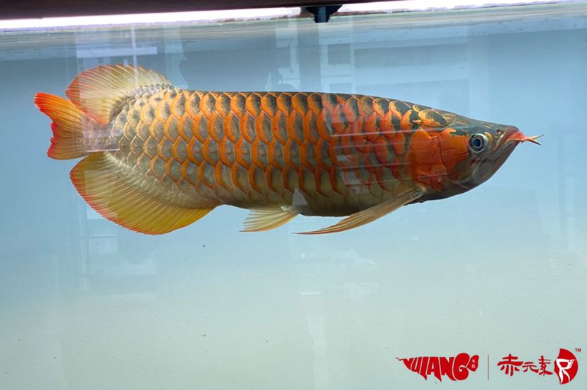 延安觀賞魚市場分享魚友的赤元素經(jīng)典紅龍