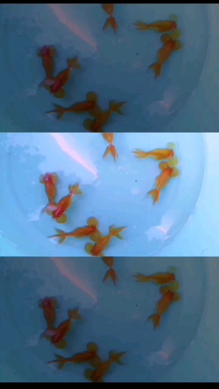 那曲水族館水泡