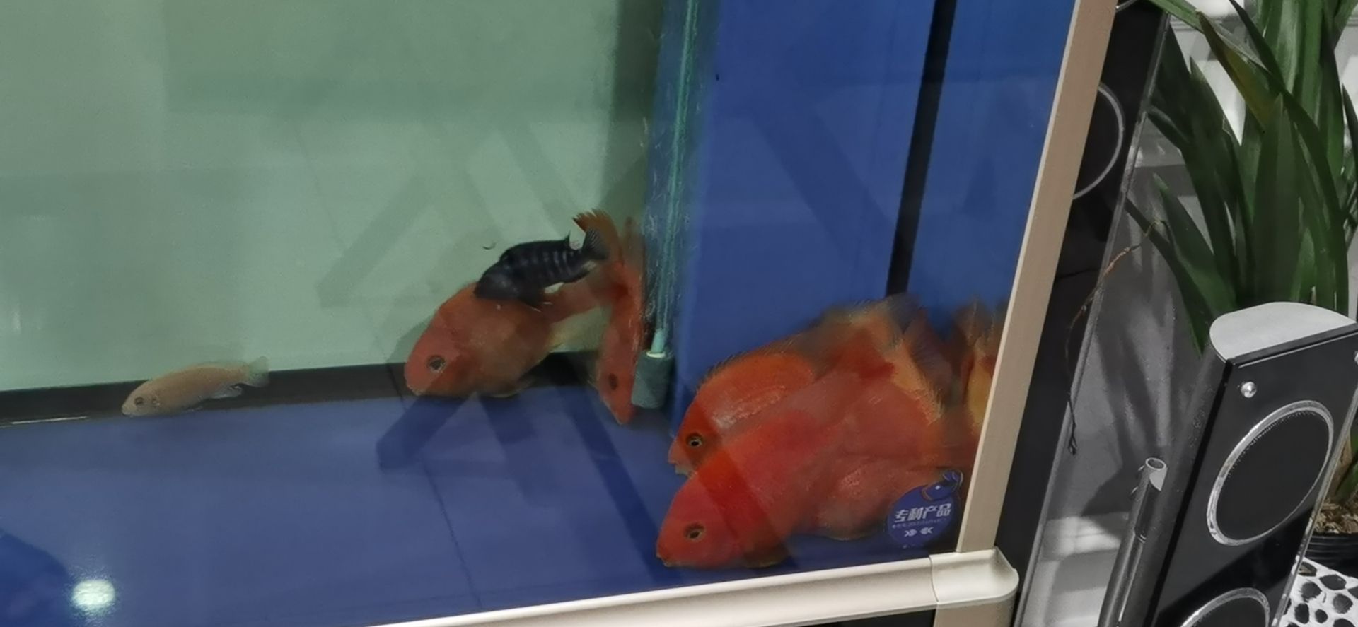 慶陽觀賞魚市場睡覺的魚兒