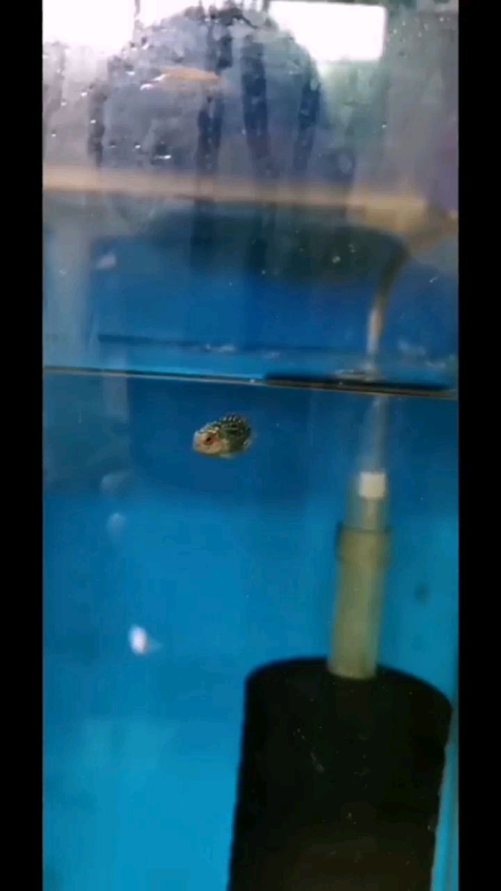 盤錦水族館小毒苗～ 金老虎魚 第1張