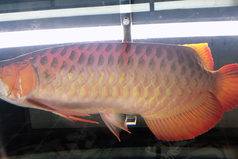 邯鄲水族館一年的變化