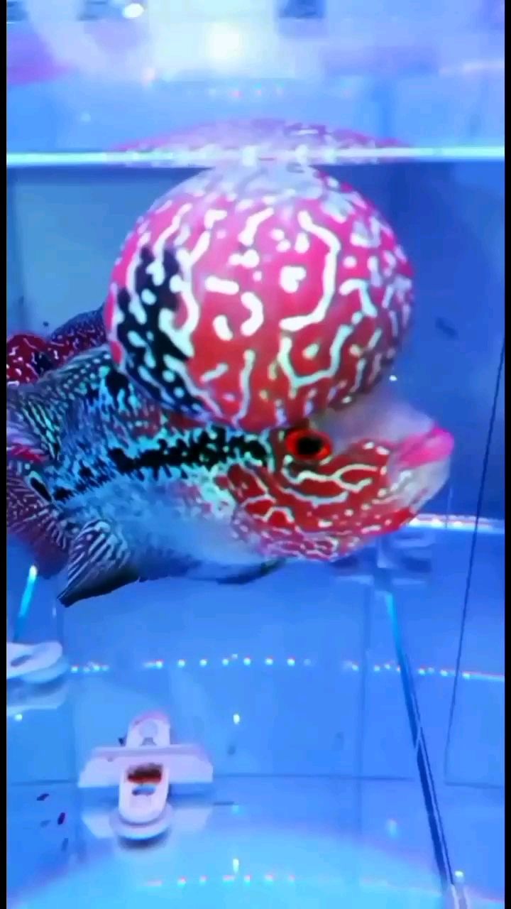 林芝水族館極品金剛馬騮