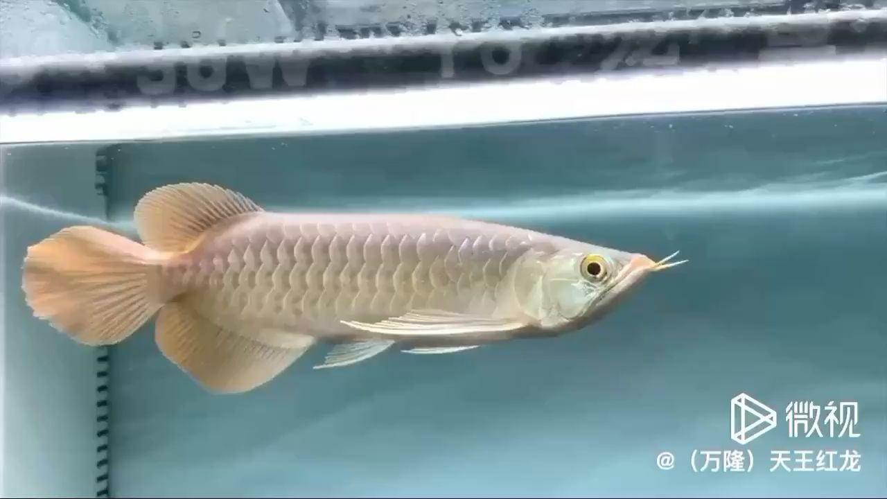 ?？谟^賞魚市場在售26號限量