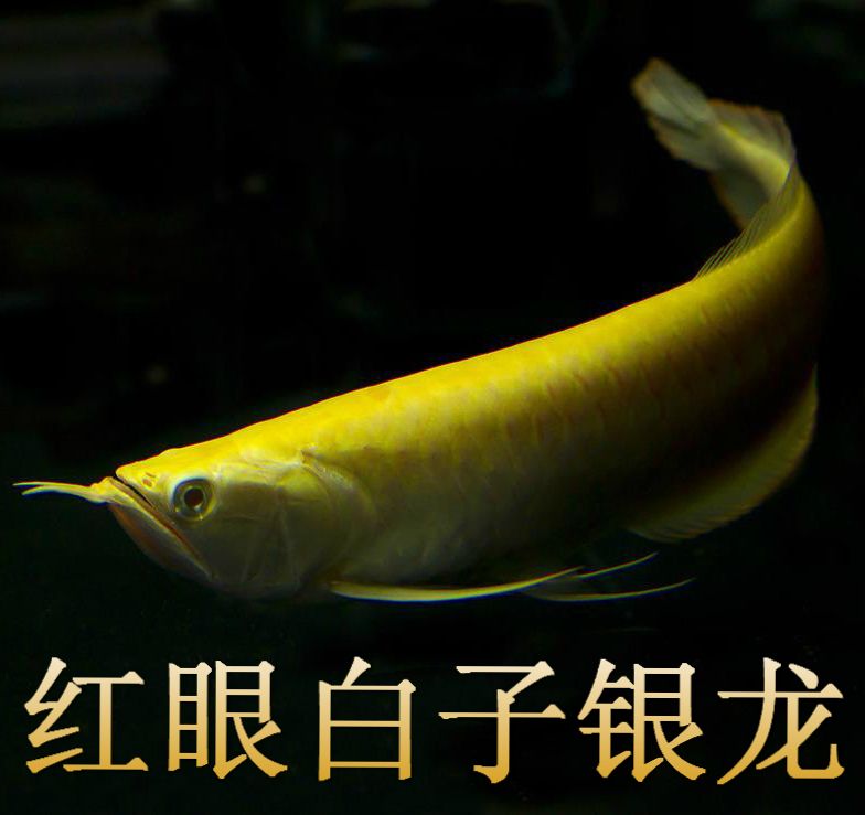 紅眼白子銀龍魚（紅眼白子銀龍魚的養(yǎng)殖方法紅眼白子銀龍魚的養(yǎng)殖方法）