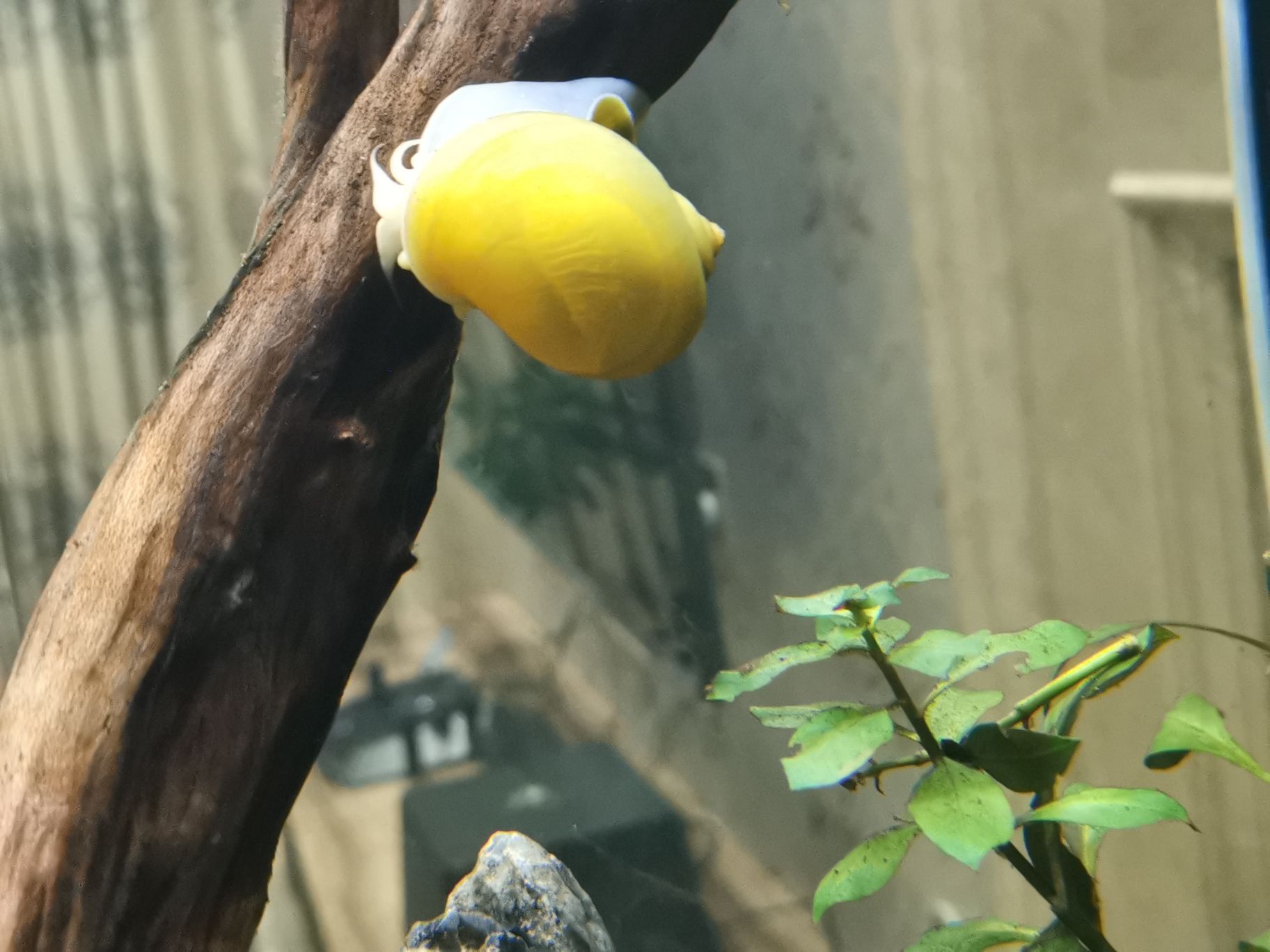 麗水水族館這叫什么螺？？長(zhǎng)太快了吧