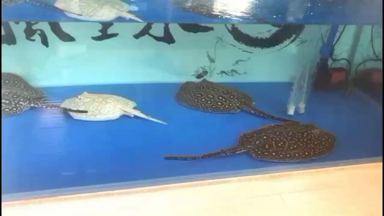 嘉興觀賞魚市場白子繁殖組魟魚