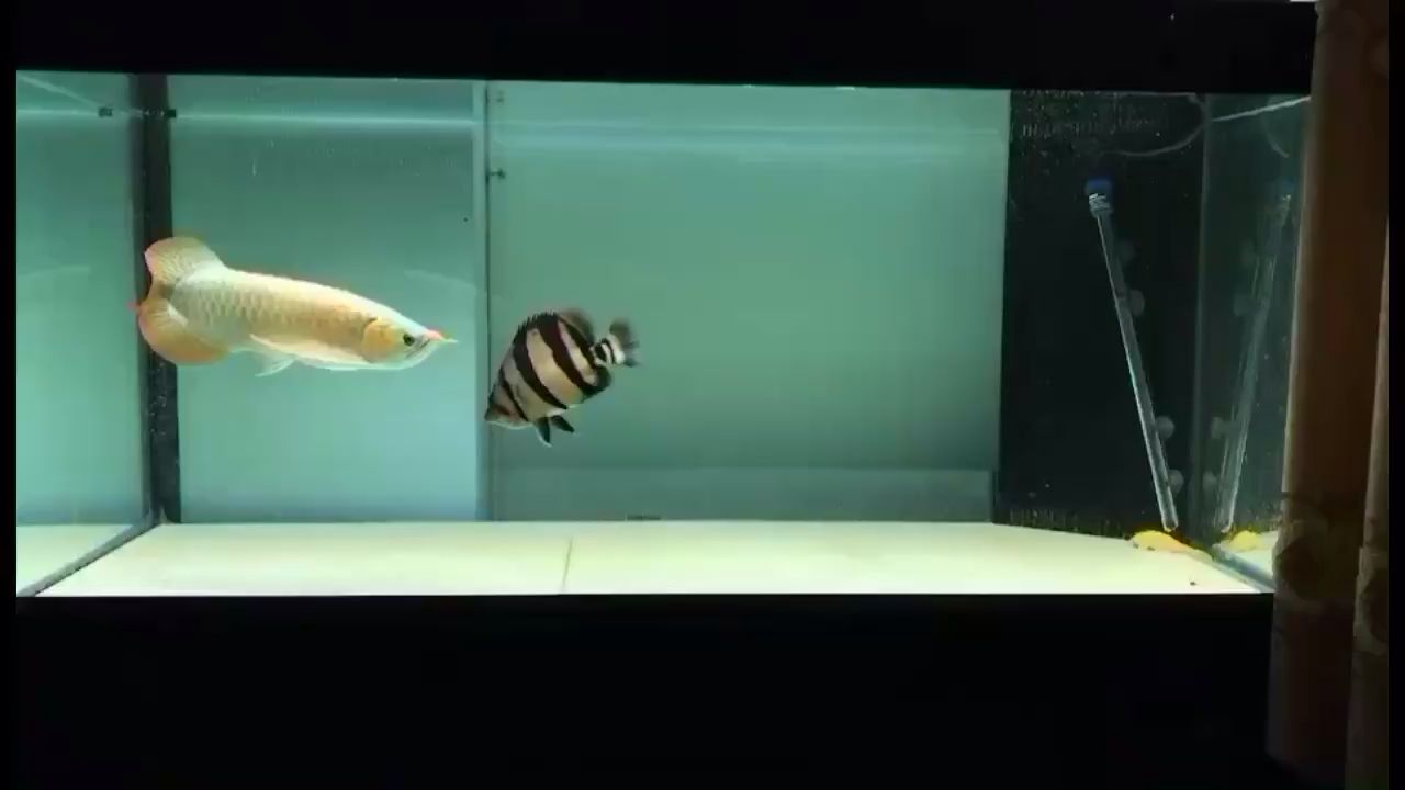 遼源水族館龍虎