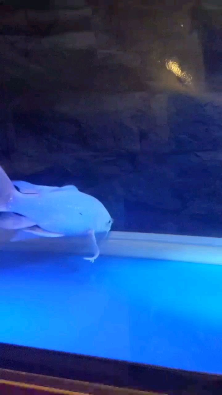 高陵水族館幫忙看看是龍鳳還是蝴蝶