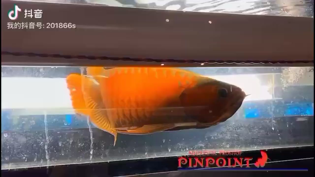 絕版老炮 杰西卡恐龍魚