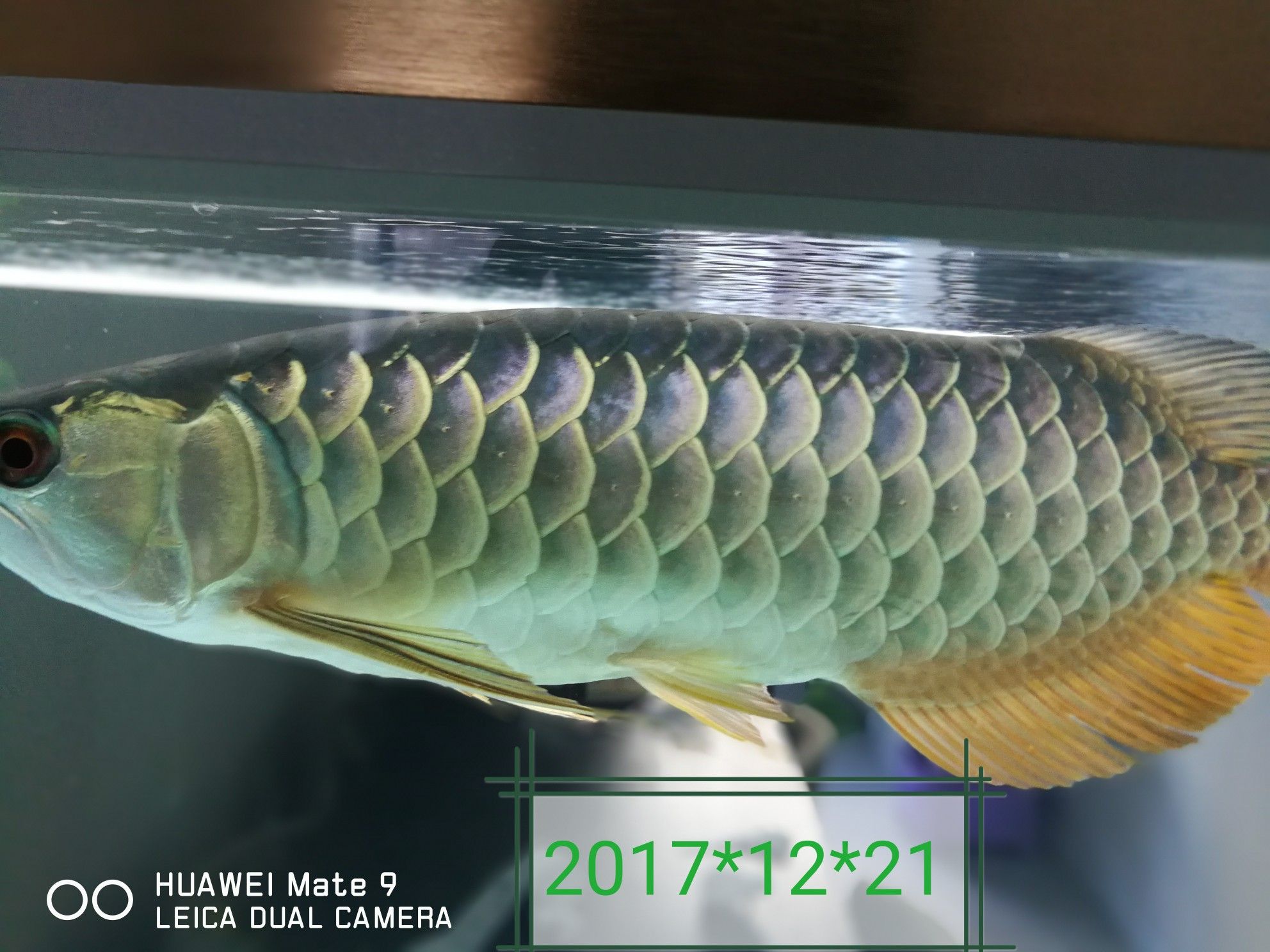 哈哈轉(zhuǎn)眼養(yǎng)魚一個月了記錄一下變化