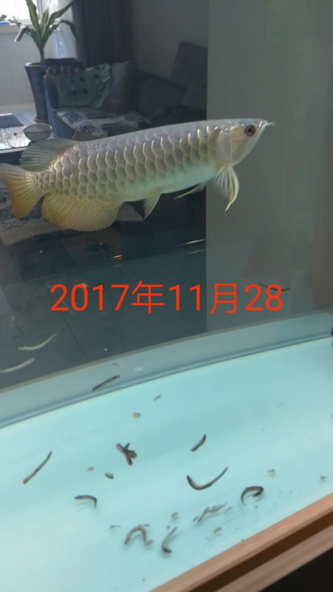 哈哈轉(zhuǎn)眼養(yǎng)魚一個(gè)月了記錄一下變化