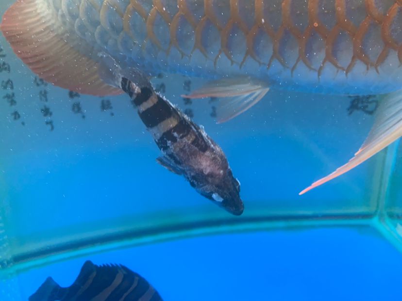 菏澤水族館這還能活的了嗎？被龍魚咬了一口