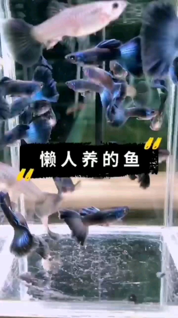 商丘水族館一缸孔雀游啊游