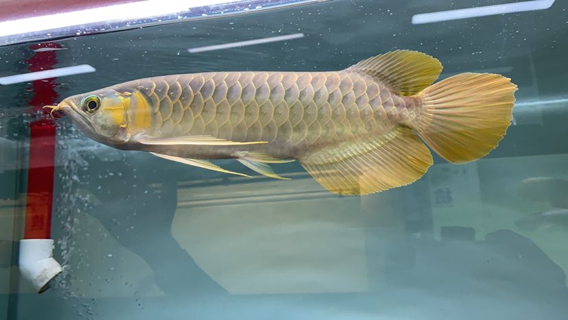 郴州水族館孟吉爾～萬吉尾巴巨大