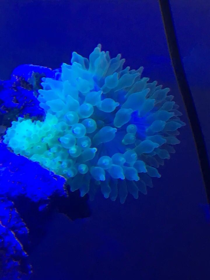 百色水族館騙分咯