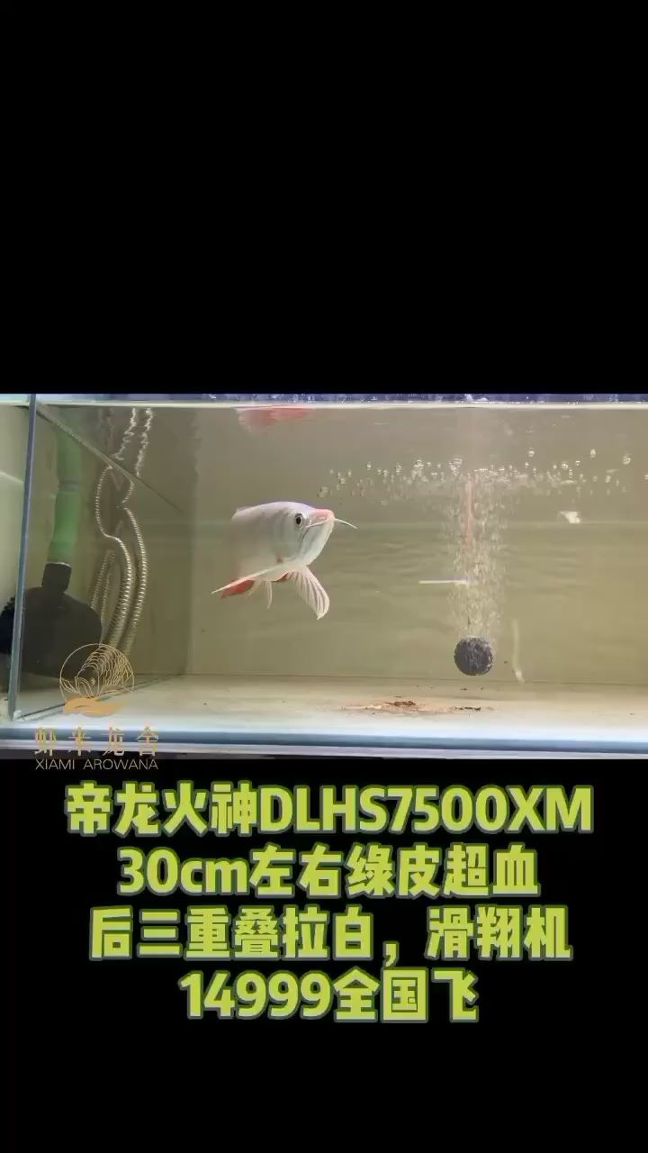 一尾好魚(yú)